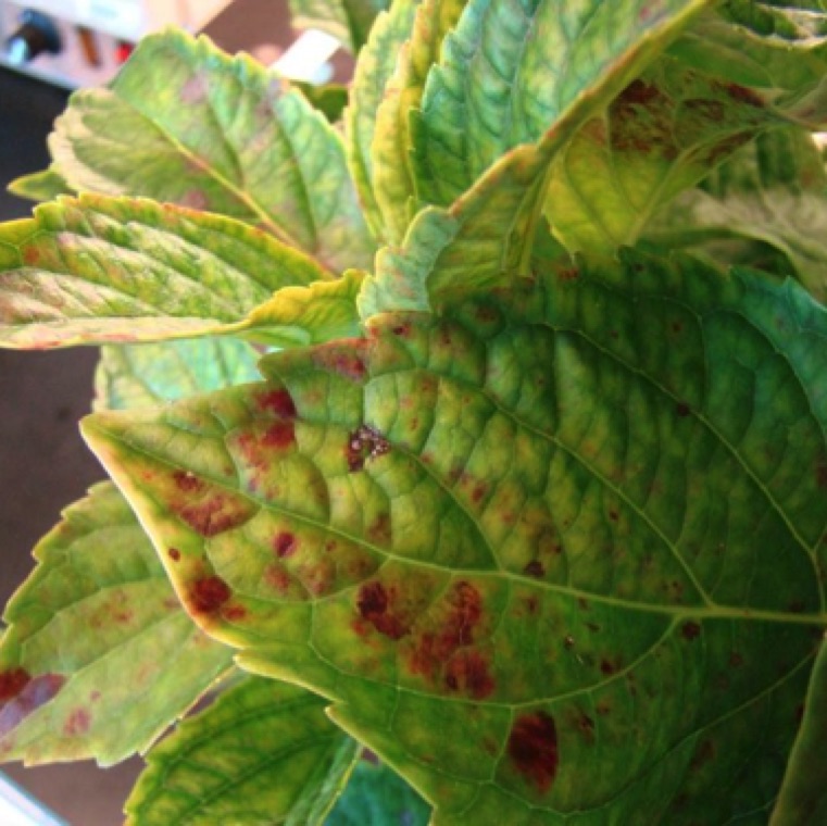 Purple blotches can also be seen on the upper leaf surfaces.